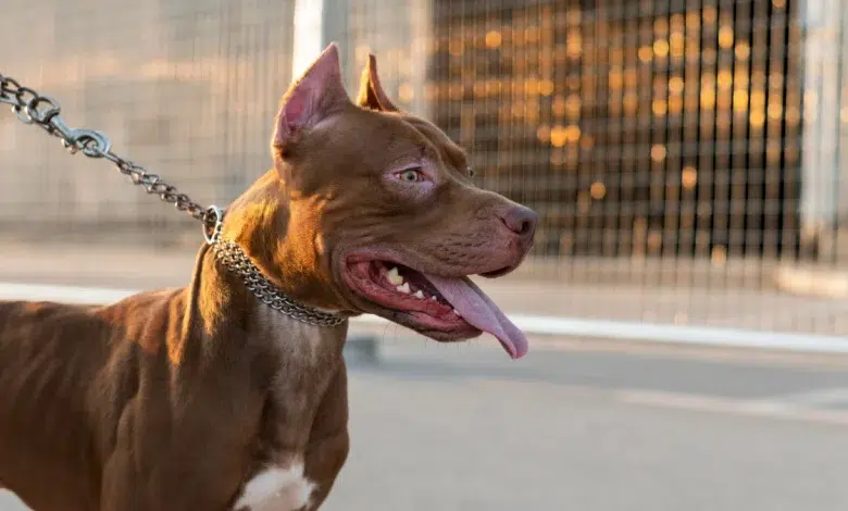 Are Pit Bulls Dangerous by Nature or Poor Ownership? A Legal Case Reignites Debate