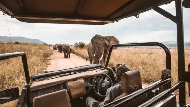 How to Plan the Perfect Safari in Gauteng: A First-Timer’s Guide