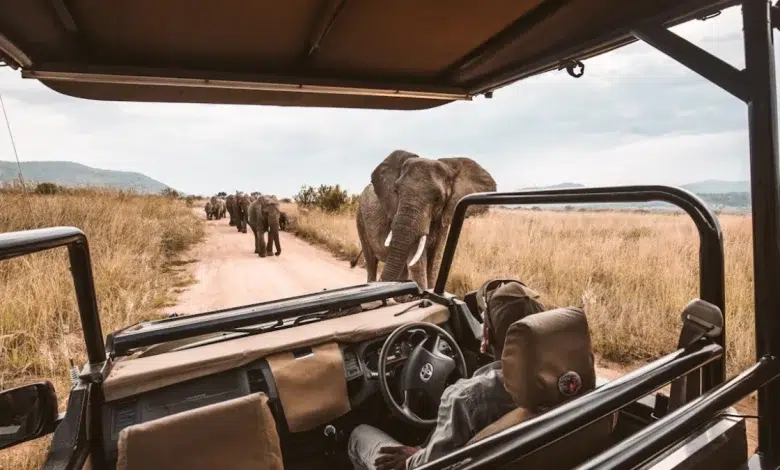 How to Plan the Perfect Safari in Gauteng: A First-Timer’s Guide