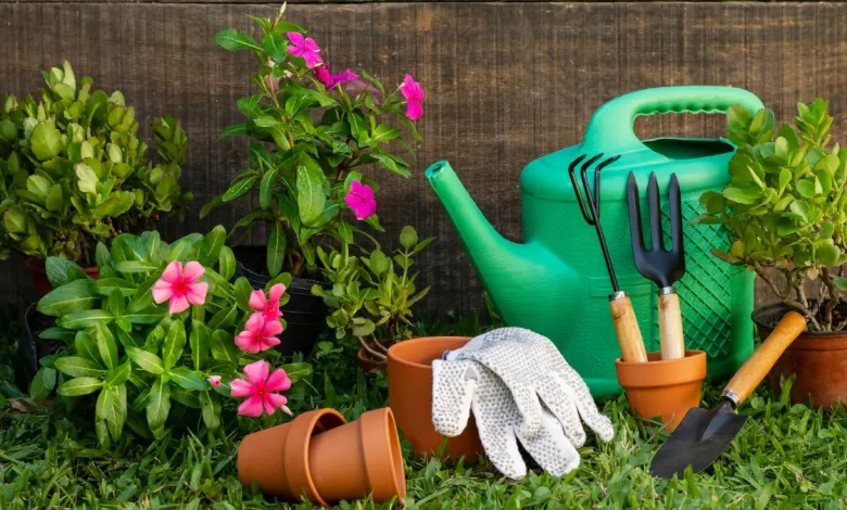 Indoor Gardening: Gauteng’s Guide to Low-Maintenance Houseplants