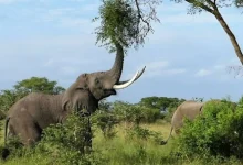 The Best Safari Adventures in Gauteng: Where to See Wildlife Up Close