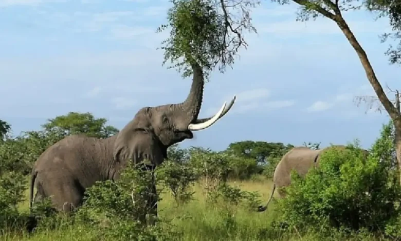 The Best Safari Adventures in Gauteng: Where to See Wildlife Up Close