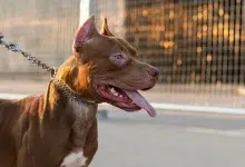 Are Pit Bulls Dangerous by Nature or Poor Ownership? A Legal Case Reignites Debate