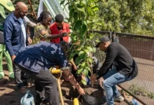 Mandela Day 2025: Johannesburg Leads with Tree Planting, Soup Outreach, and Community Support