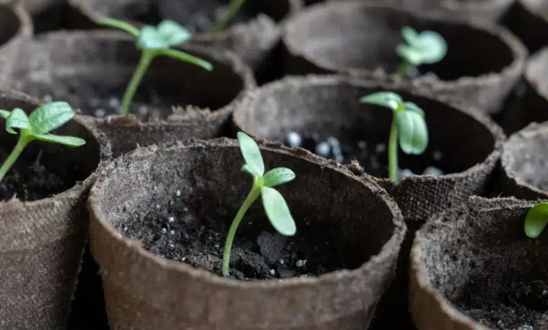 One Million Trees: New Campaign Aims to Boost Reforestation and Tackle Climate Change