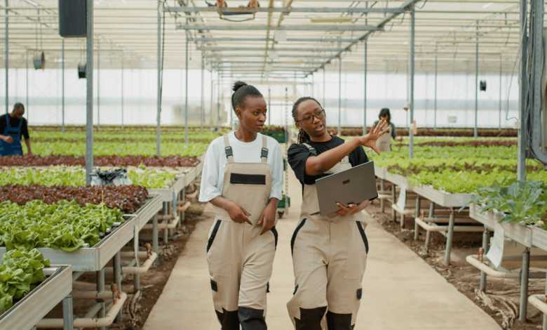 OVK Grain Graduate Programme (2026)