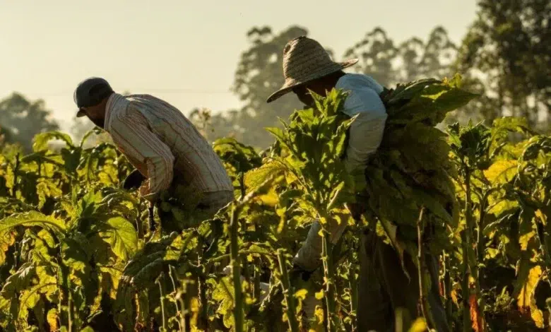 Illicit Cigarette Trade Is Destroying South African Jobs — Here’s How to Stop It