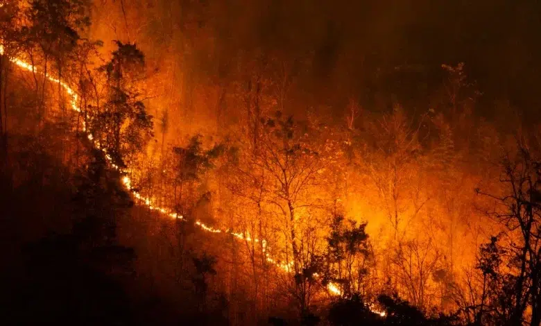 Inside South Africa’s Plan to Address the Worldwide Wildfire Emergency